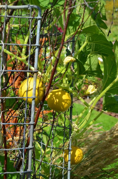 Cucurbita pepo 'Small Orange'